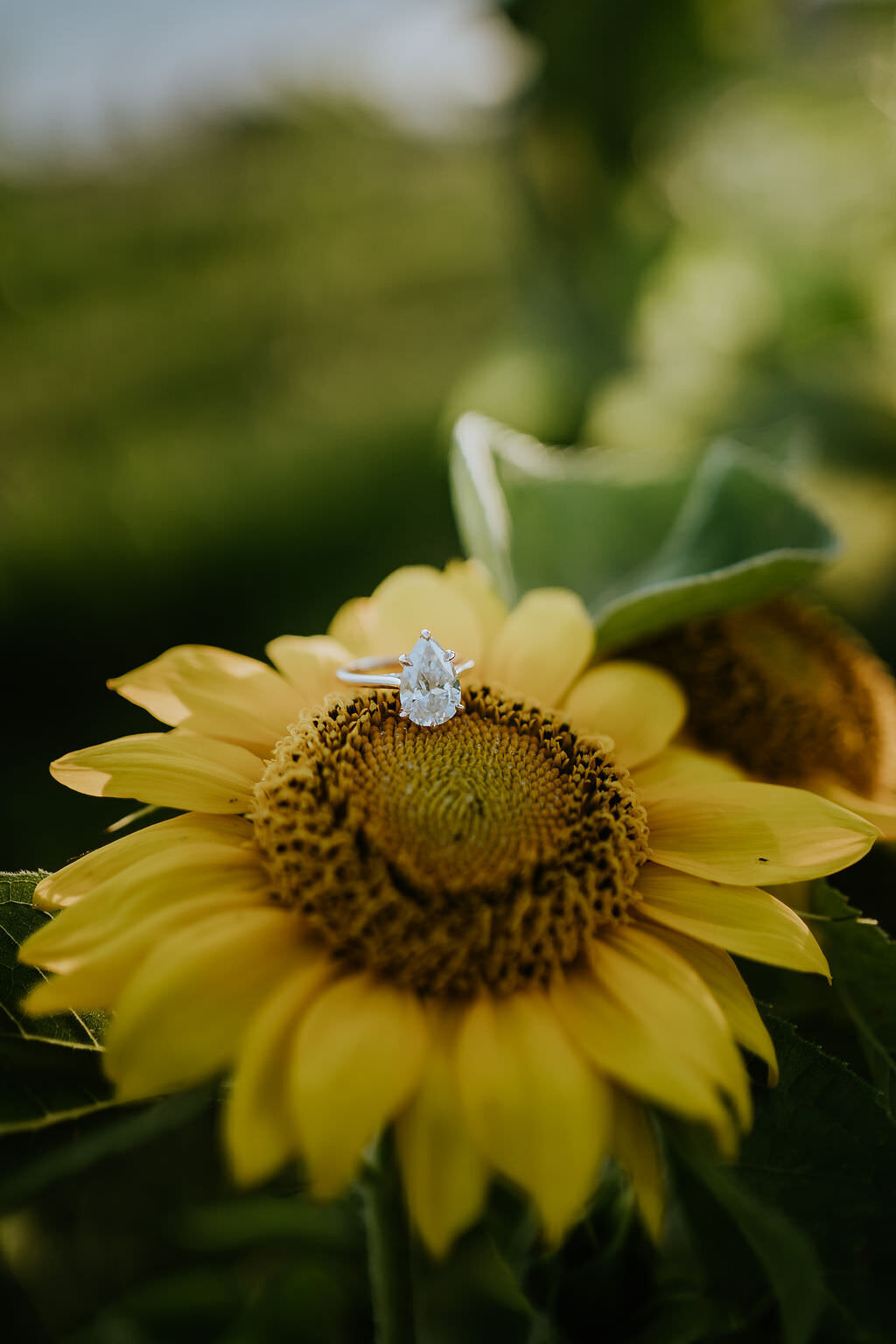 Proposal-Photographer-Colorado-Wild-Wed-Photography-016