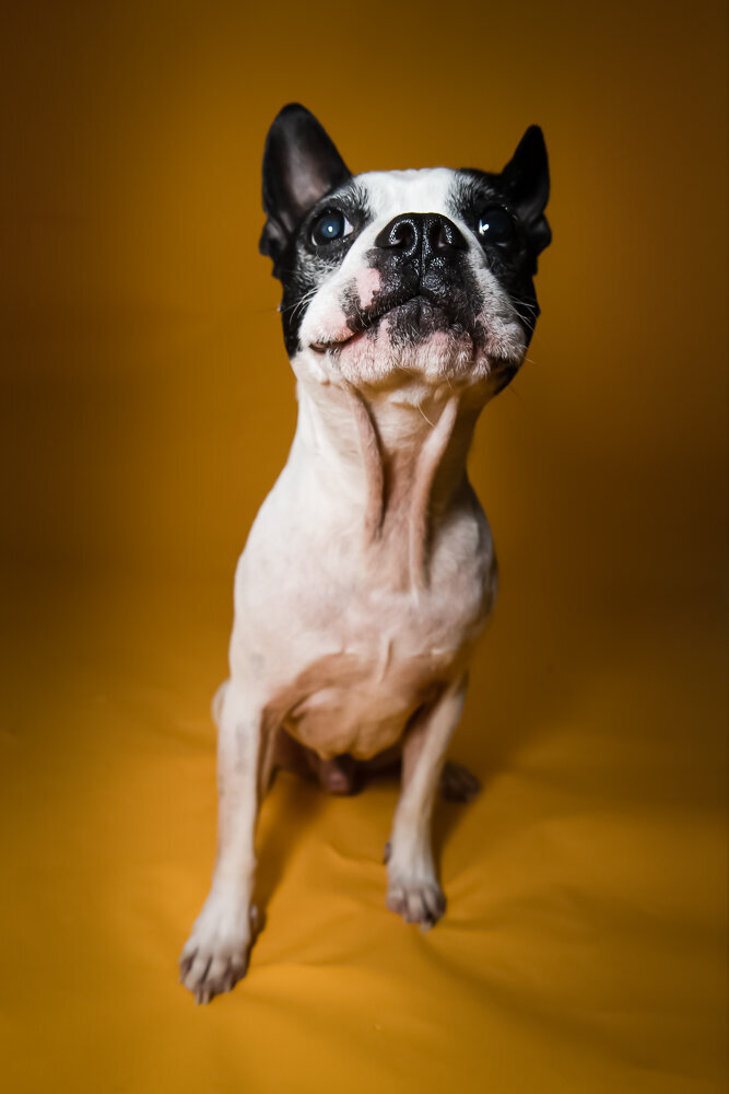 dallas-fortworth-pet-photography-Tyrion-13
