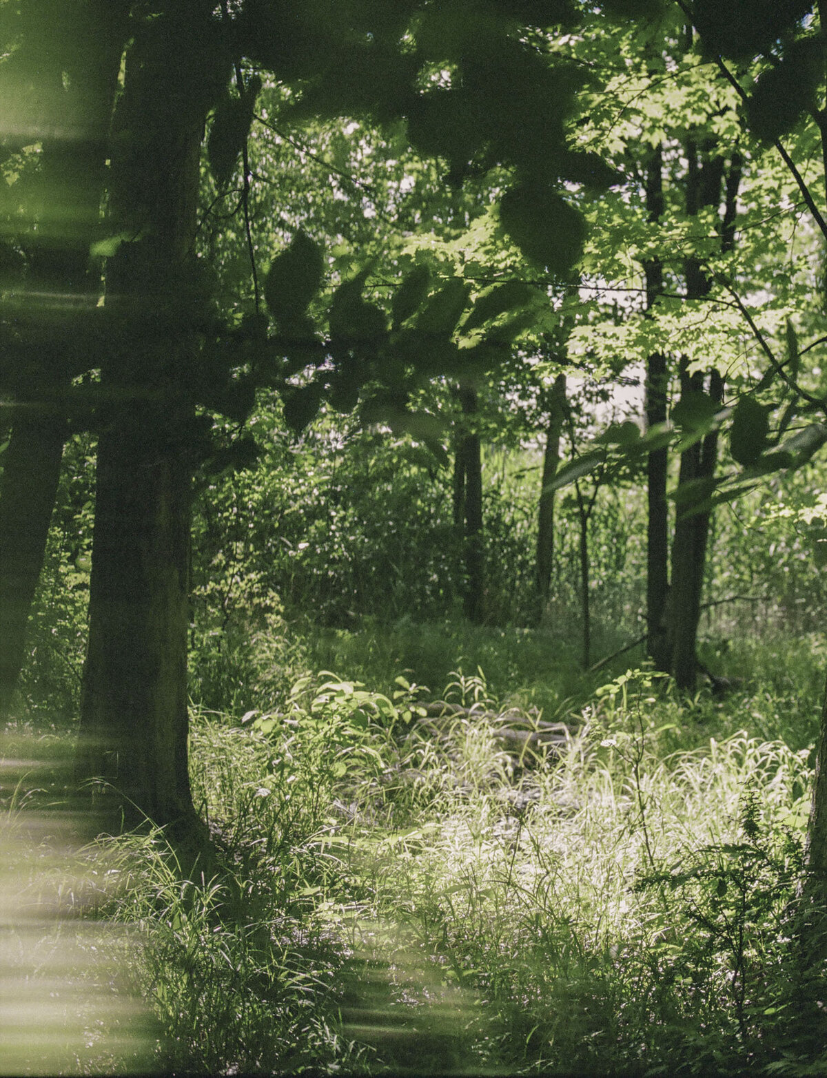 sunlit leaves and grass in forest, conceptual scent photography for candle company in Michigan