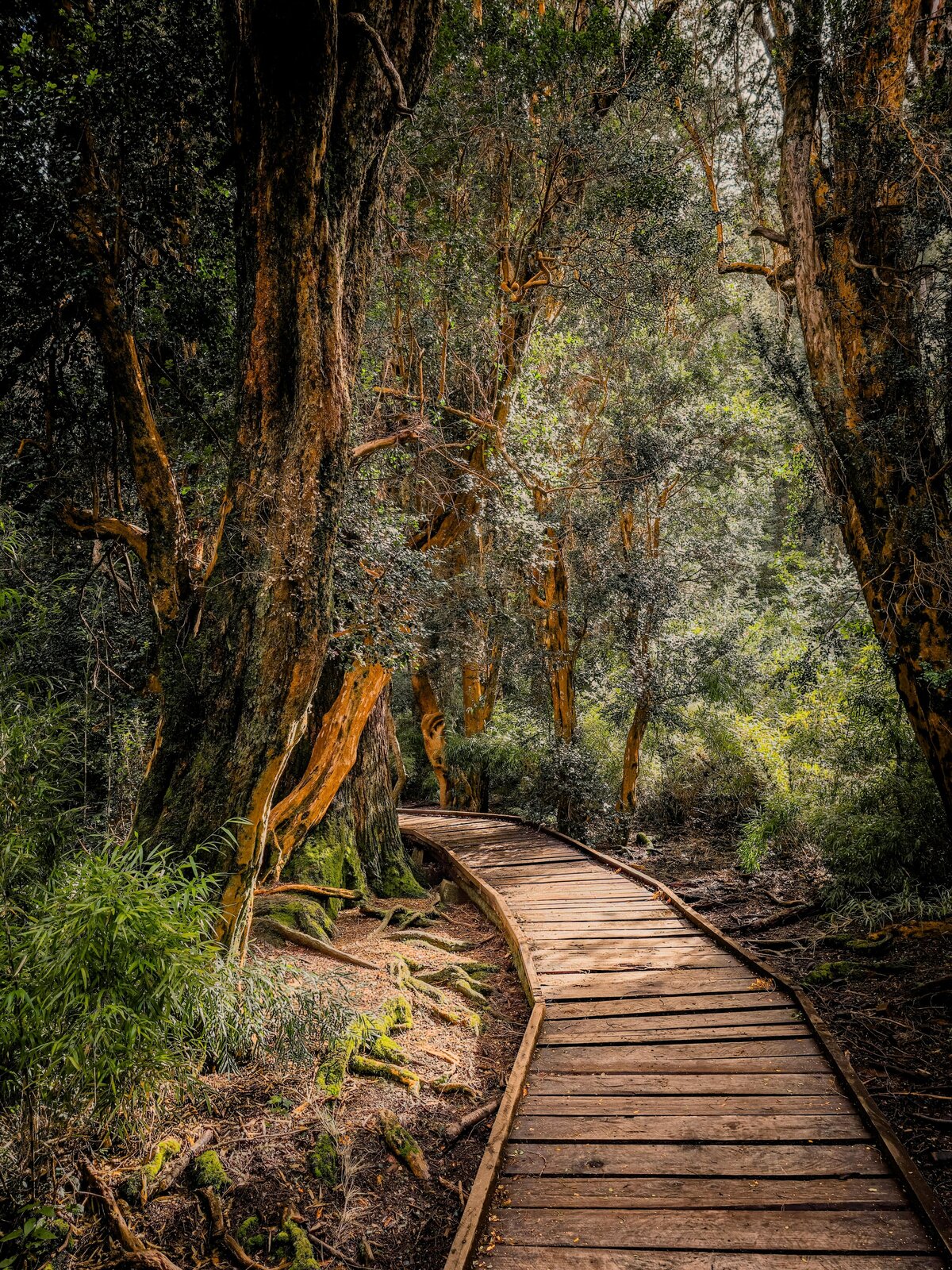 pexels-belmont-33714465