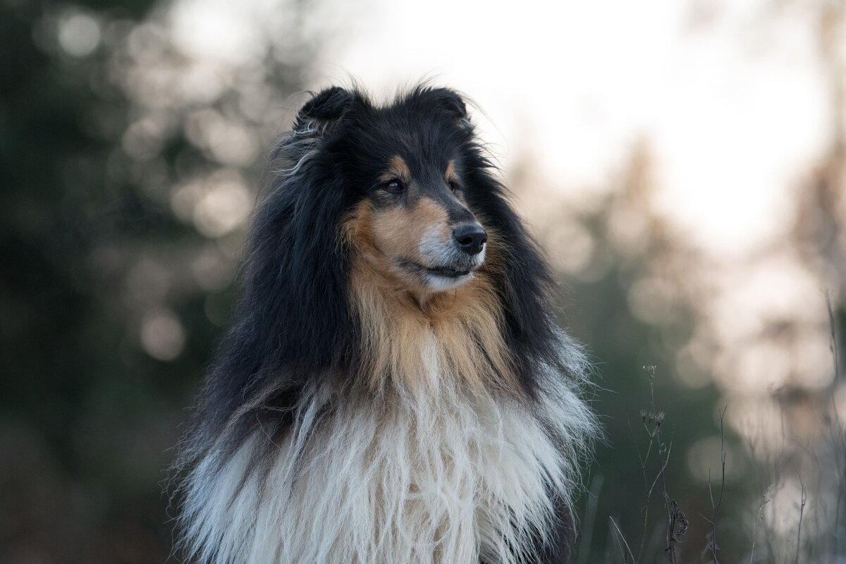 Hundeportrait-Fotograf-Hessen-Zafiri