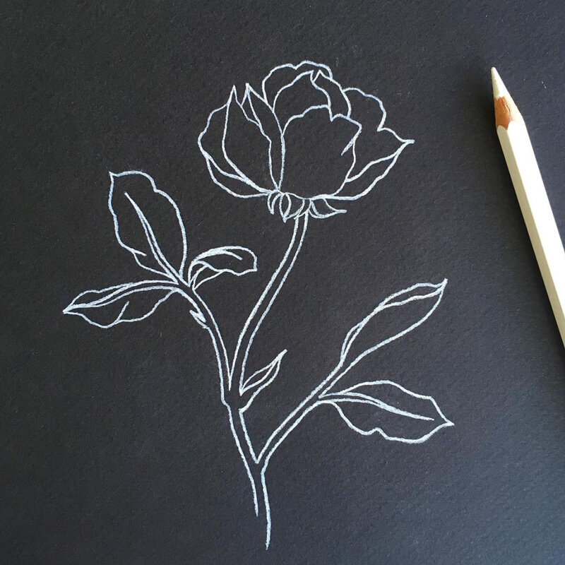 fine line rose illustration in black and white