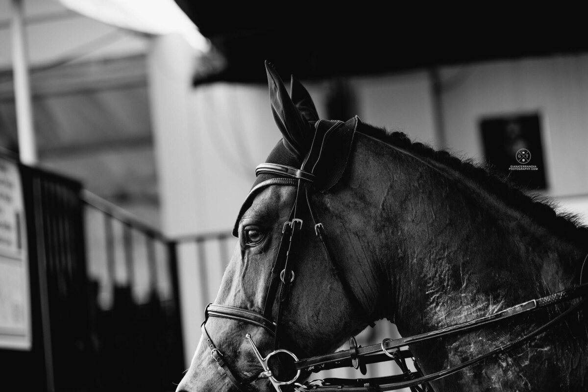 MICHIGAN SHOWJUMPING TEAM, SHOWJUMPING HORSES_US EQUESTRIAN TEAM 