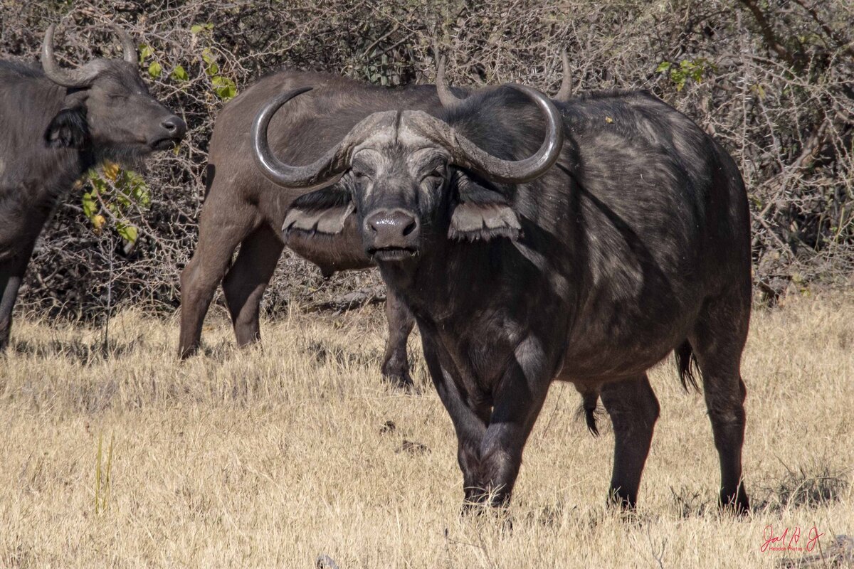2019 Cape Buffalo  (2)