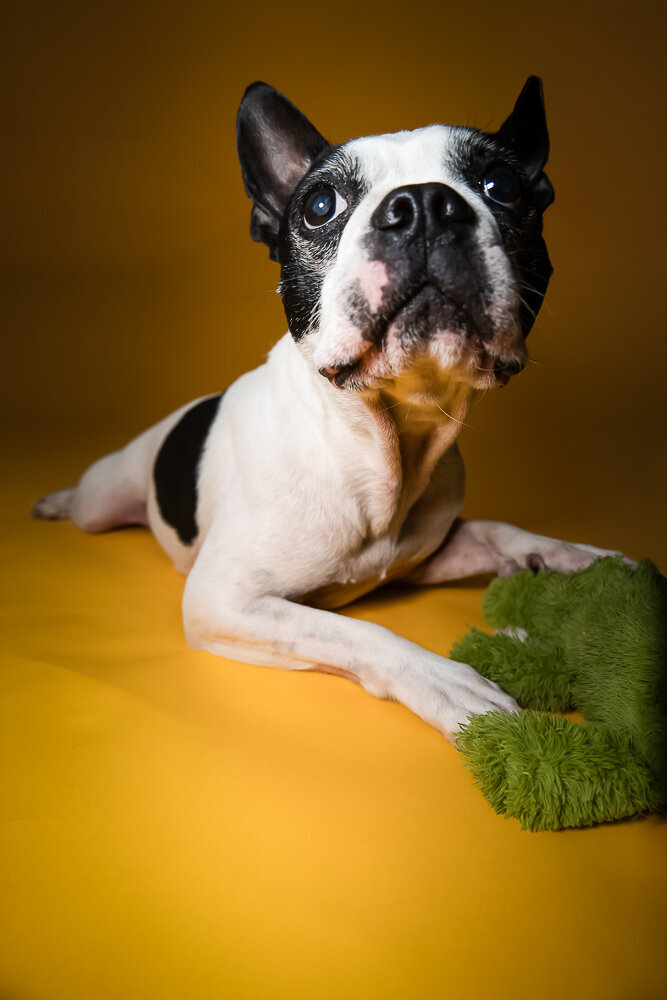 dallas-fortworth-pet-photography-Tyrion-10