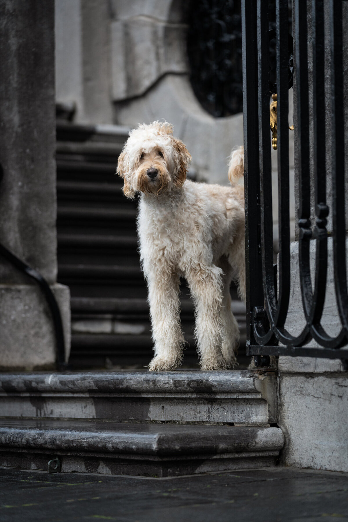 Coby Nies fotografie, de honden fotograaf van Limburg