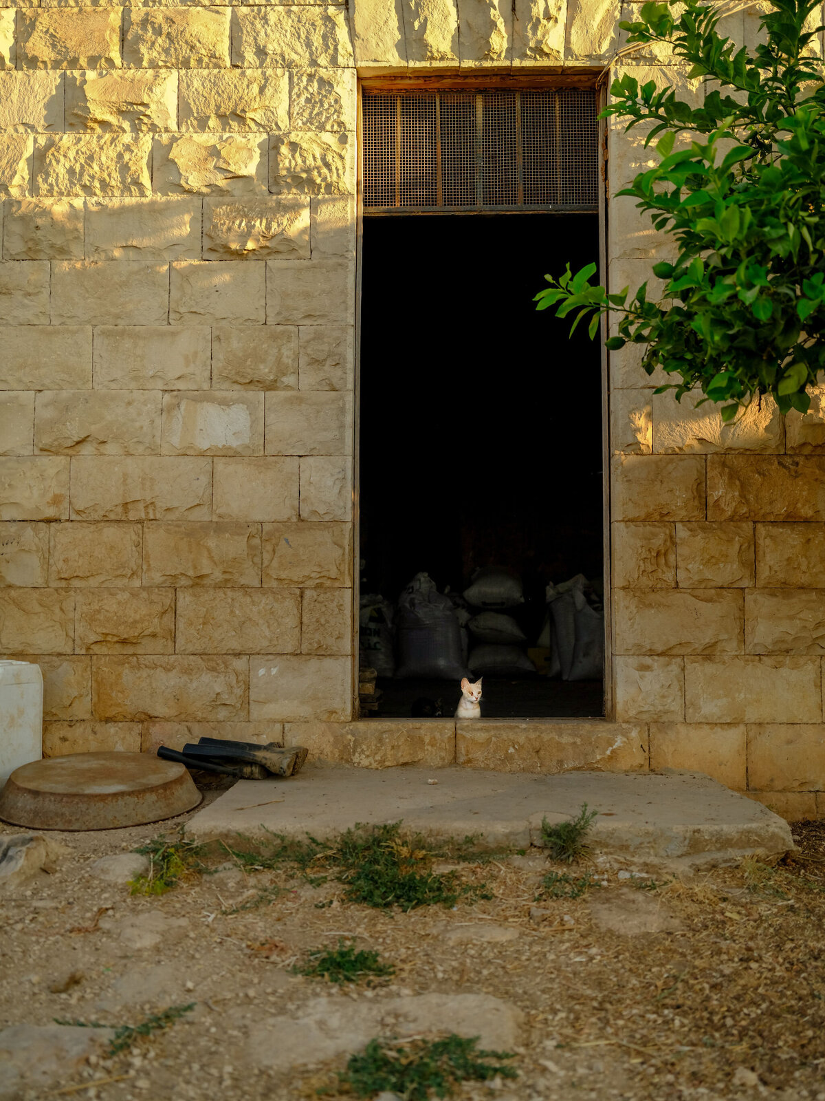 CanaanPalestine_19June23-93