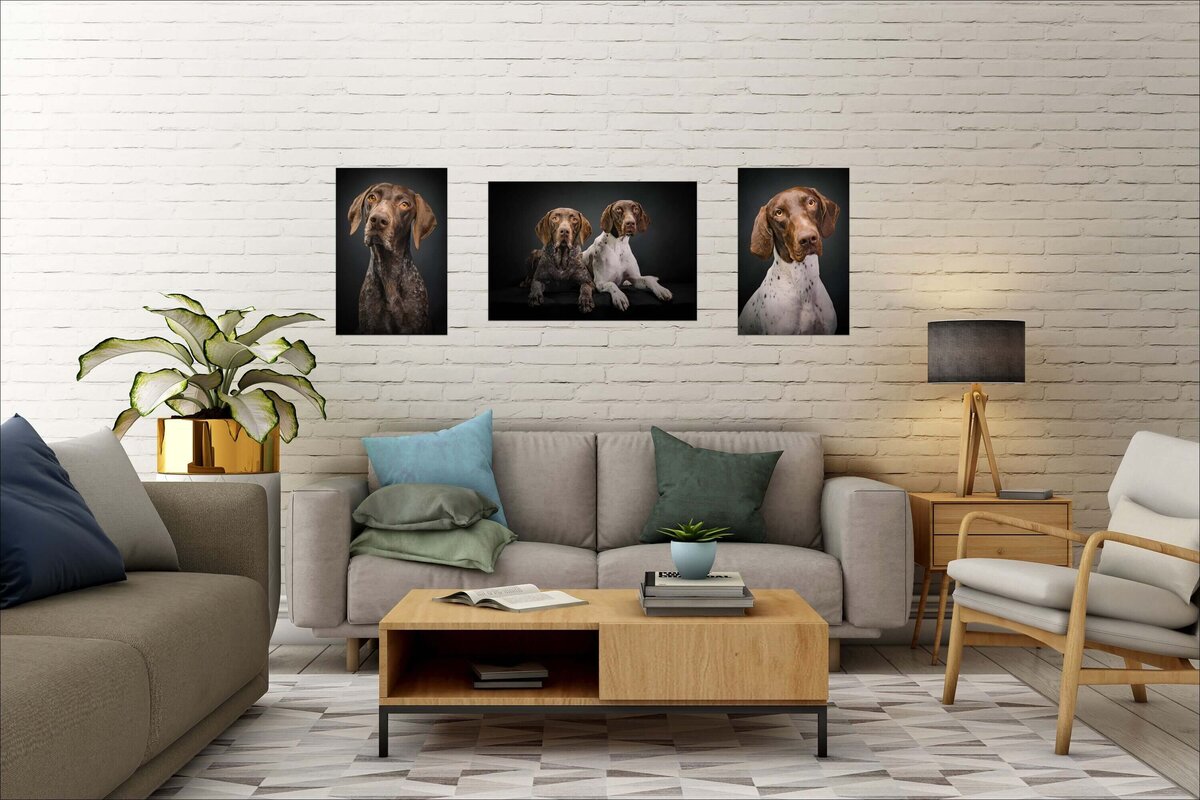 Wall art collection of three photos of German shorthaired dogs above a grey catch in a brick wall living room