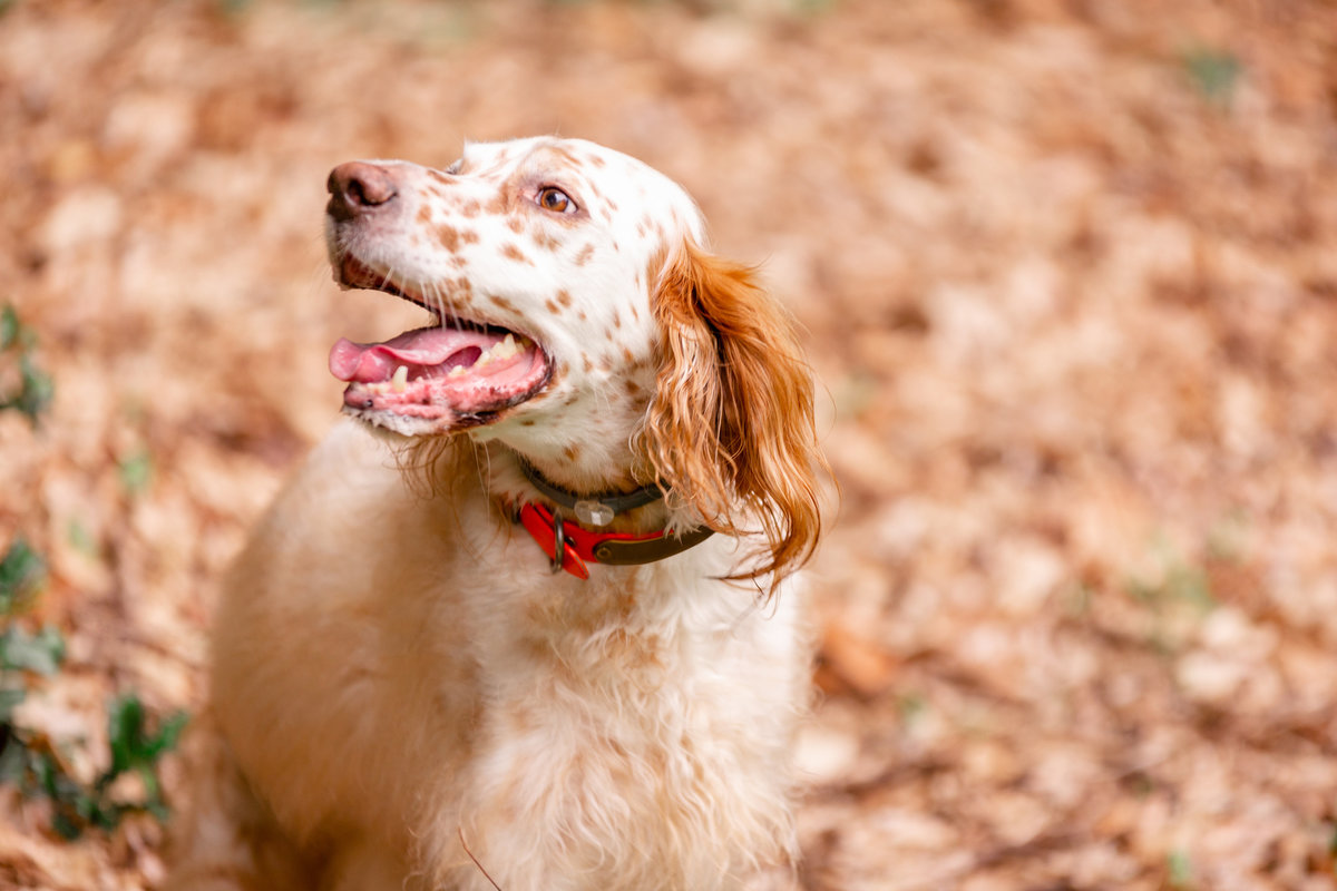 DC/Virginia dog photographer