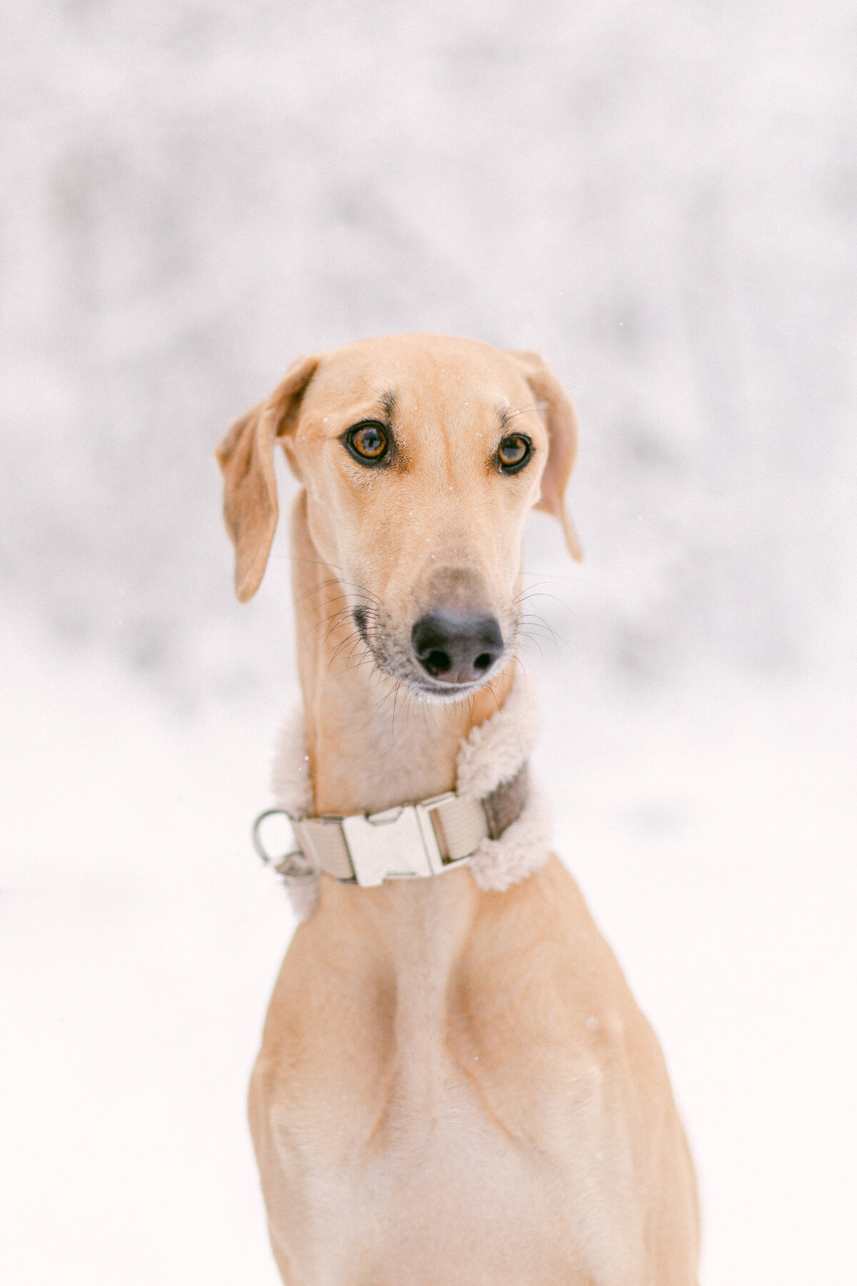 Dog-Photographer1-2