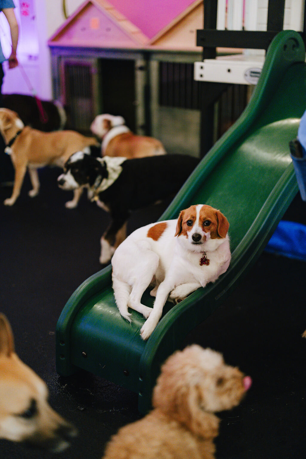 05.14hillfamilypetcare-253