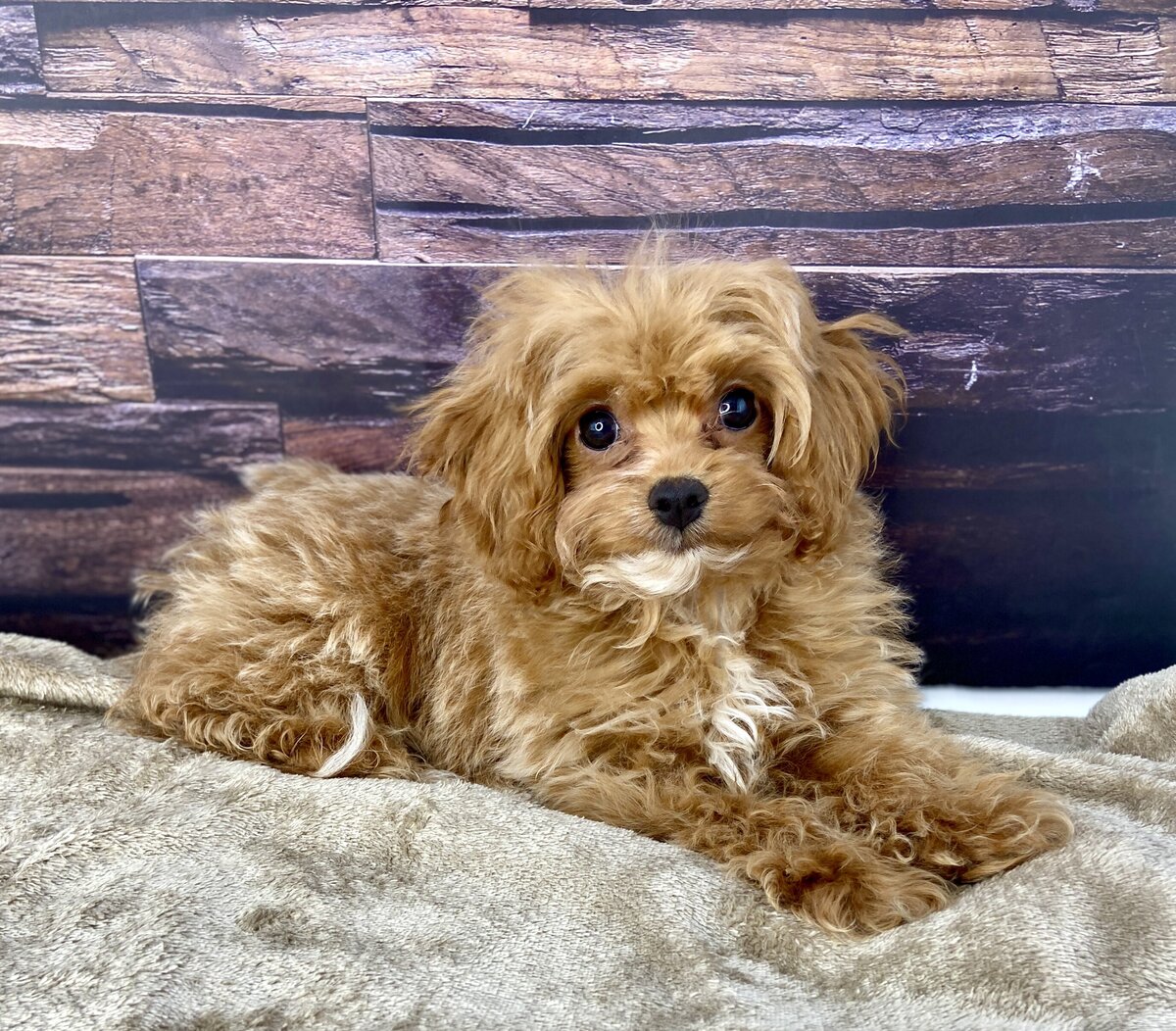Chex(1)