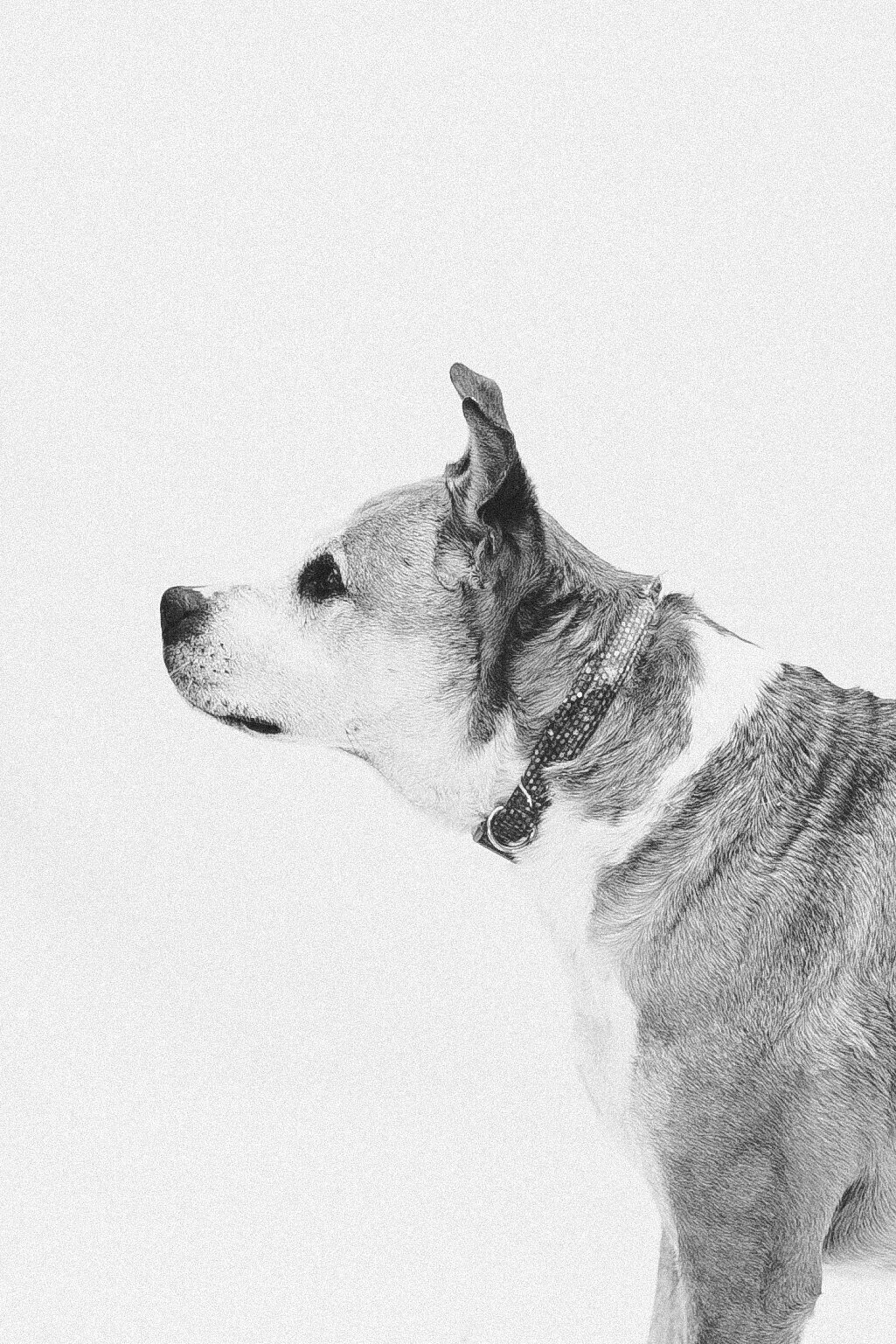 Dogs On White_0003