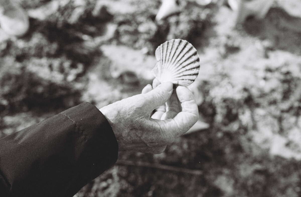 A shell captured on 35mm in the Isle of Wight