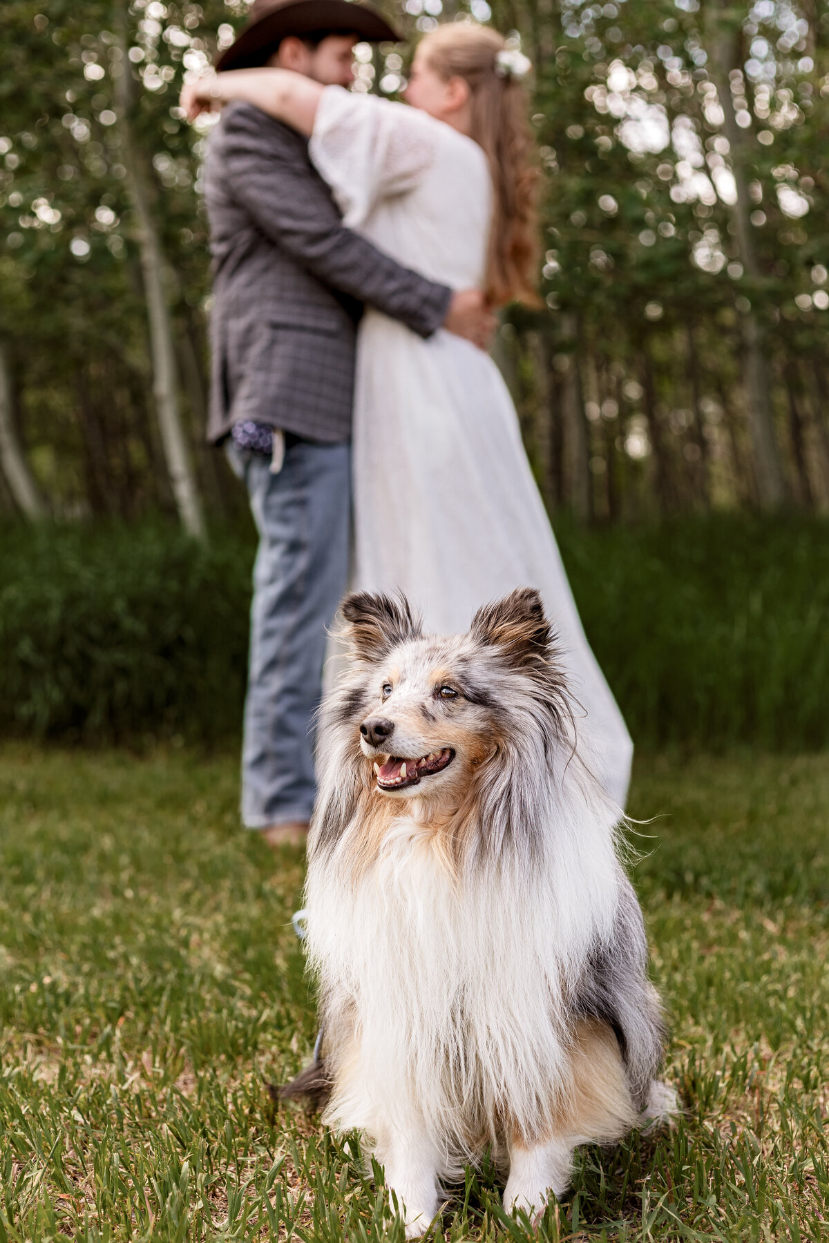 Bride and grooms dog poses for a photo with his owners in the background