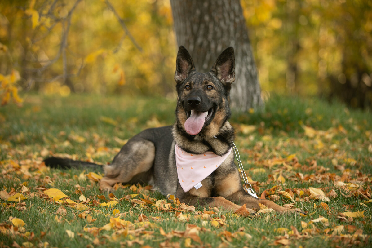 Calgary Pet Photography (6)