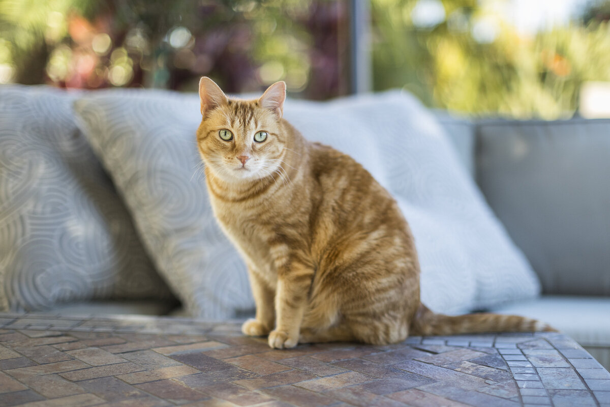 playful pet photography 12 copy