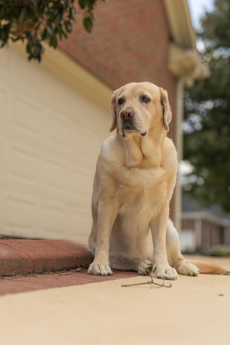 yellow-labrador-driveway-garage-door-5313