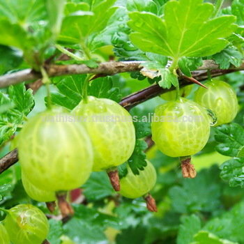 Gooseberry-fruit-plants-Gooseberry-fruit-seedlings-Fruit.jpg_350x350
