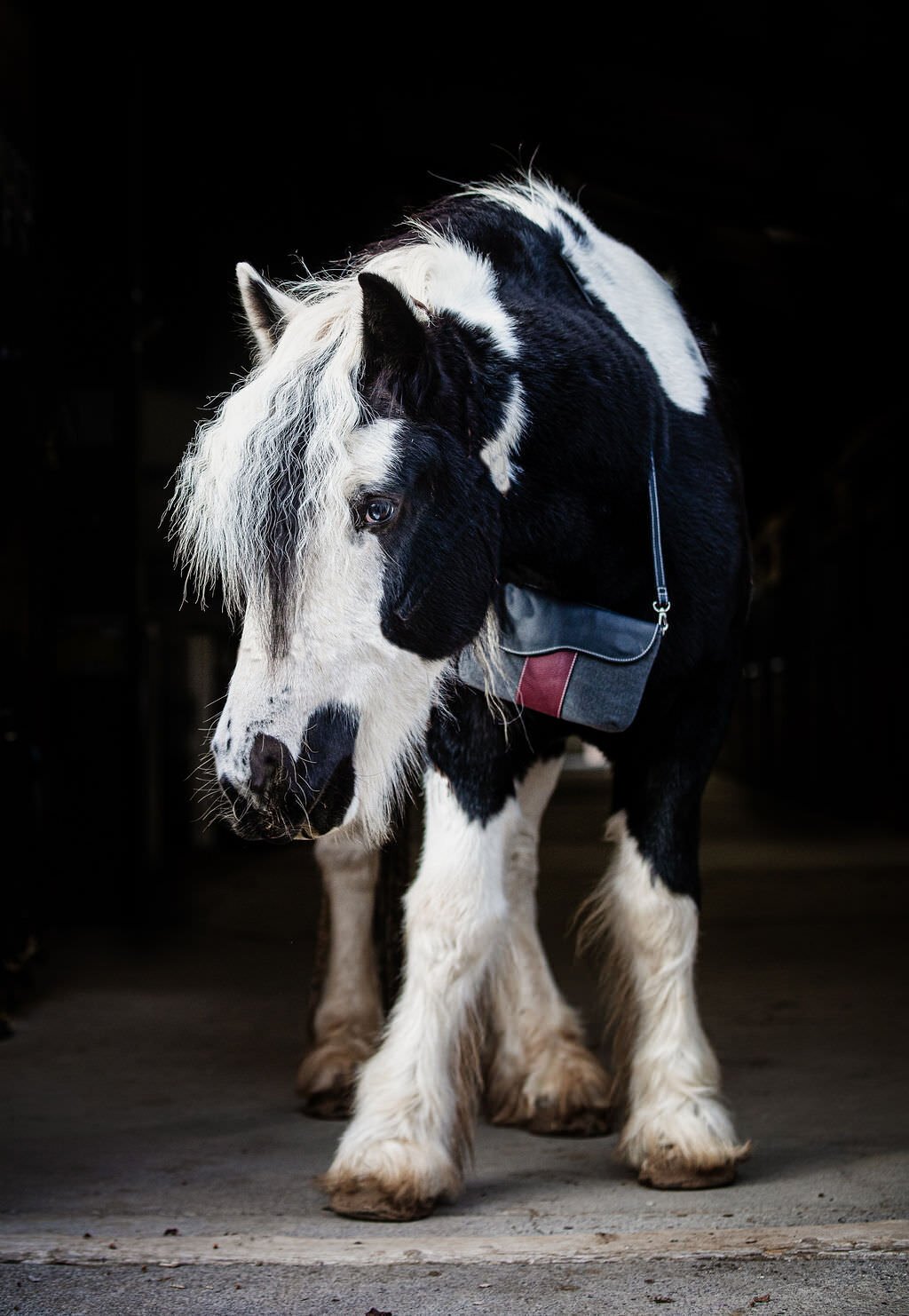 20231111_kya-photography-equestrian-photographer_0001