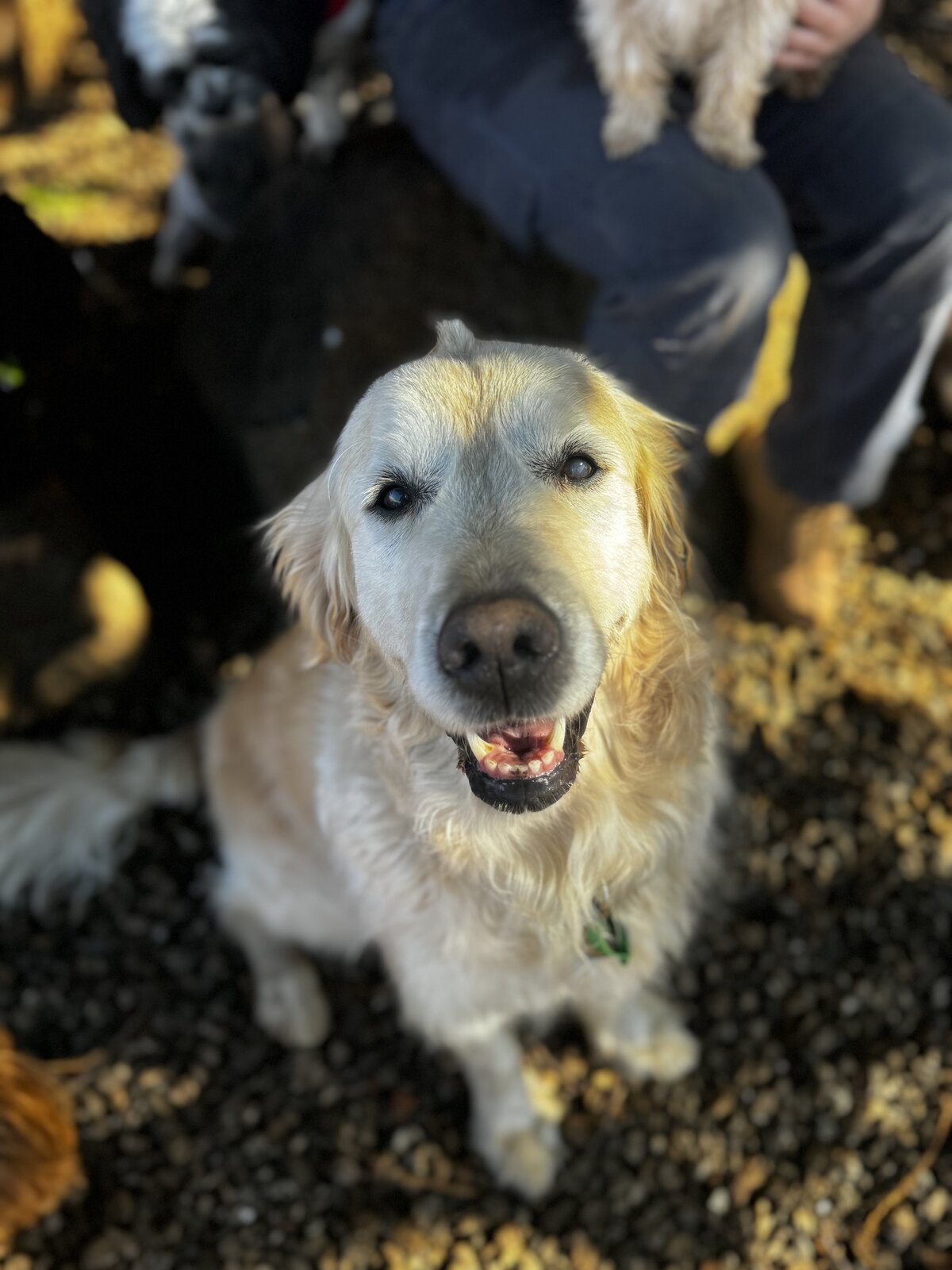Doggy Daycare Toowoomba