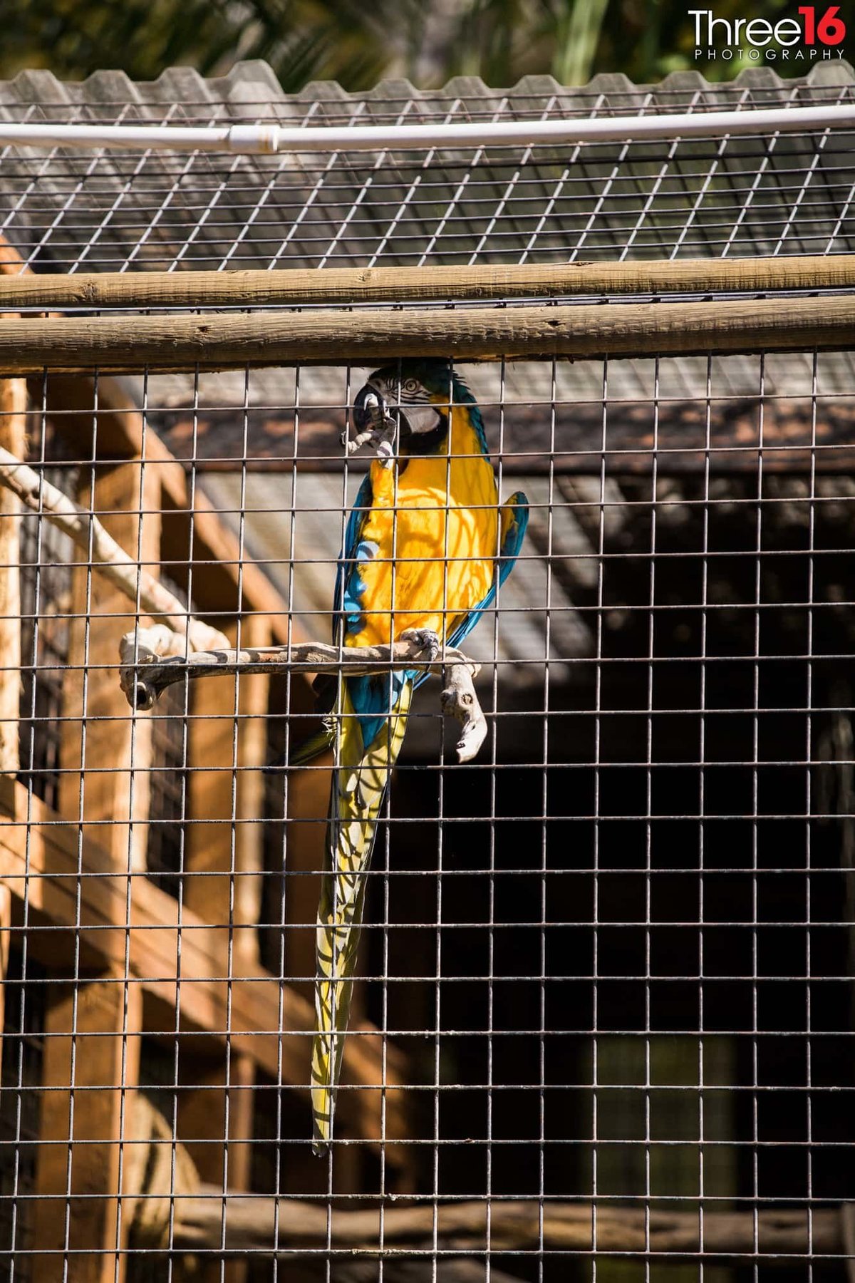 Parrot in his cage at the Rancho Las Lomas zoon