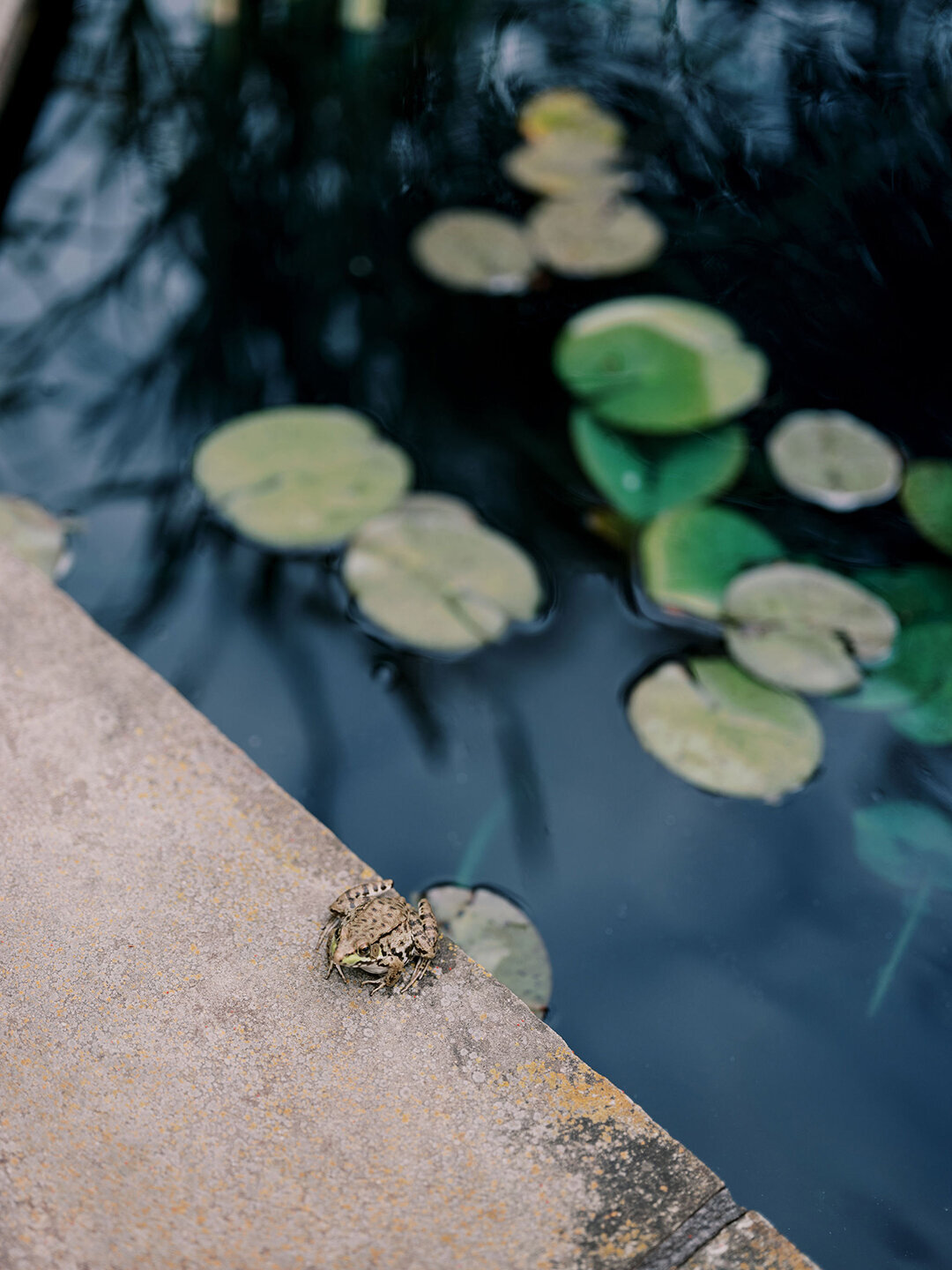 KathleenRob5-3-25GlenstoneGardenVA-VickiGraftonPhotography-22