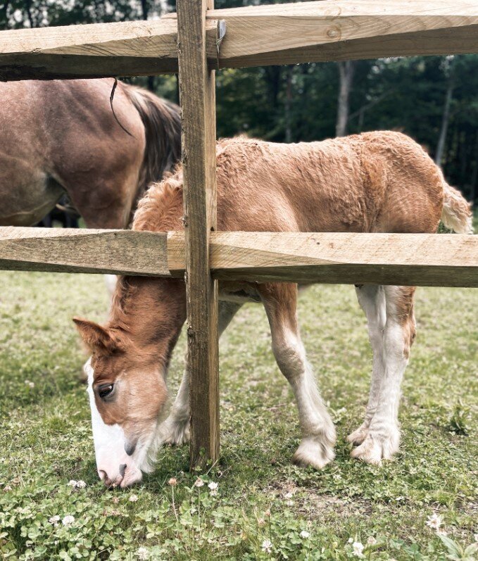 The-Stables-at-Gypsy-Acres-Horses-26