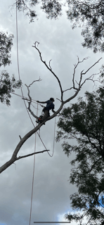 Evergreen Tree Services SA-Difficult Dead Tree Removal-001