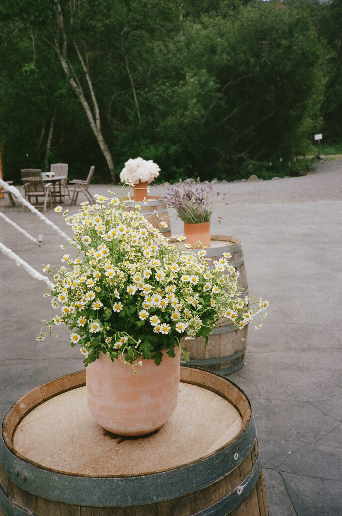 05202023_MaryBeth+AlekWeddingFilmScans_PetalumaCA_AnjaJensenPhotography-45