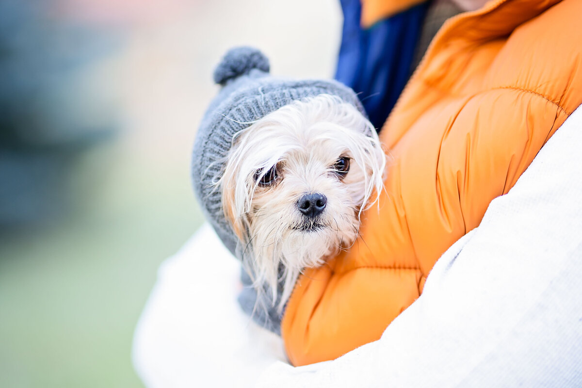 Pet Photographer Grand Junction -  203
