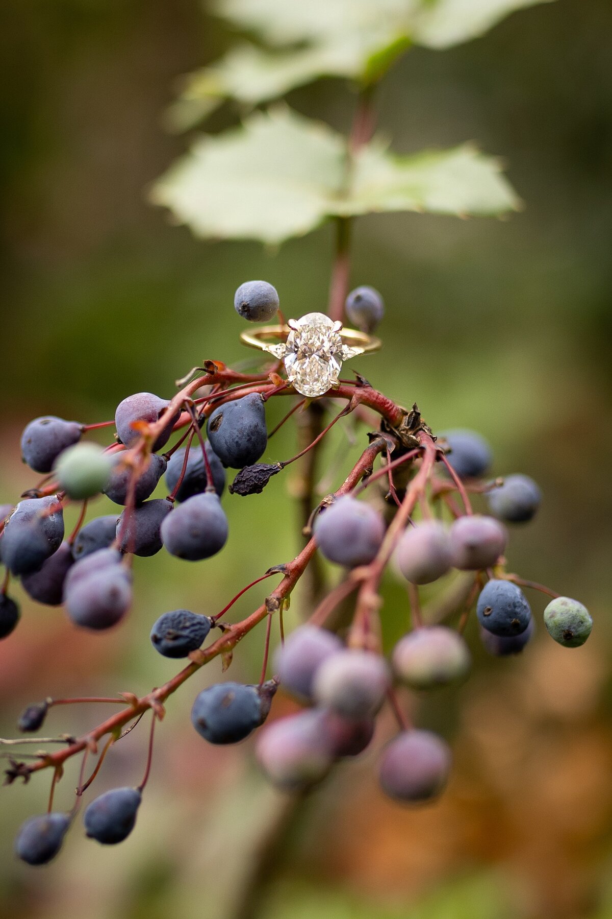 BiltmoreProposal-NarenNishita-52