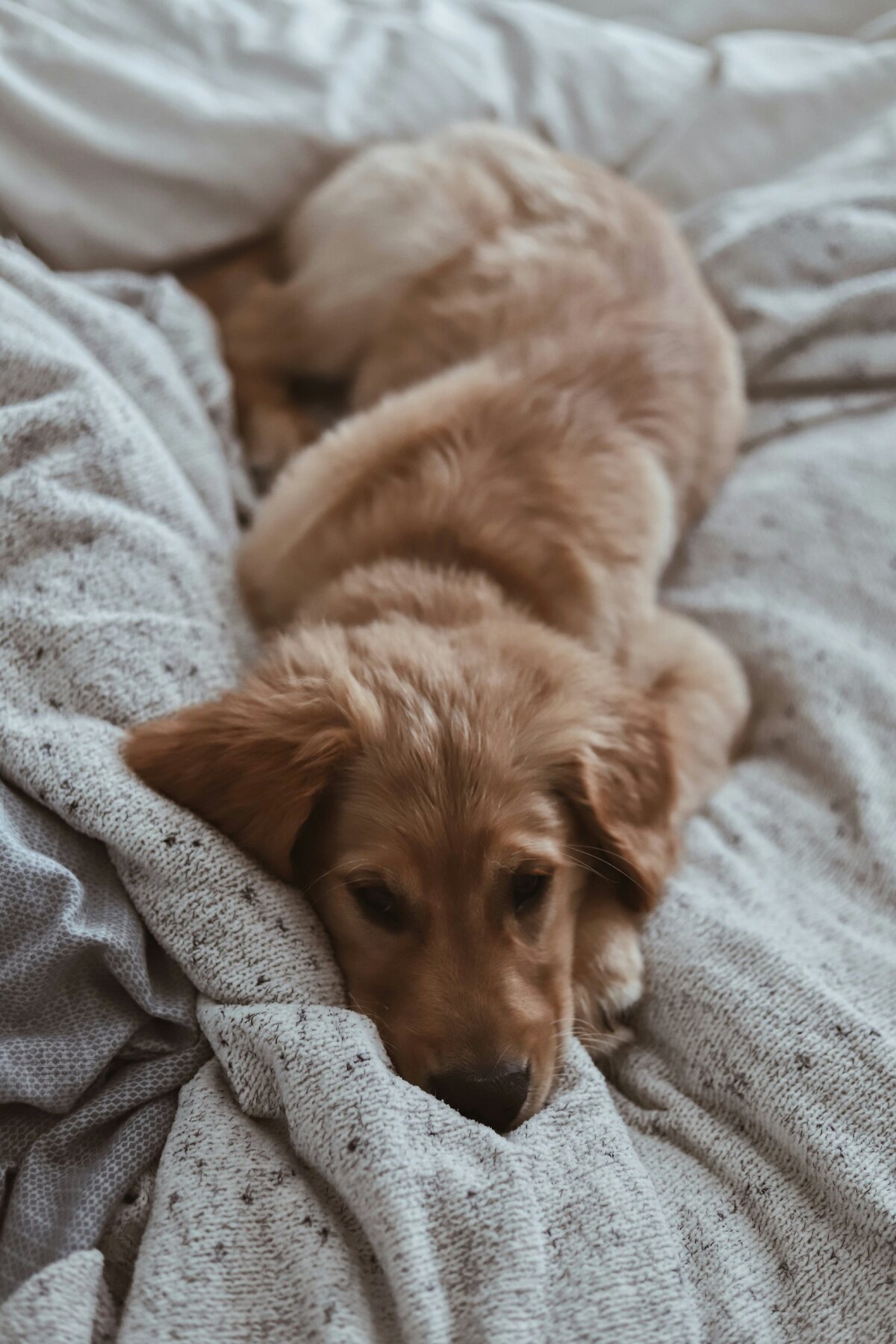 amy-humphries-ss_eQLD_y4Y-unsplash