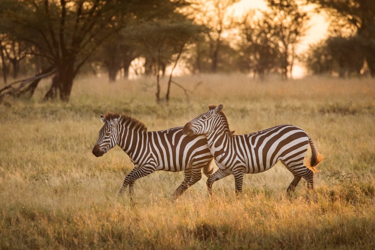 Serengeti Migration (5)