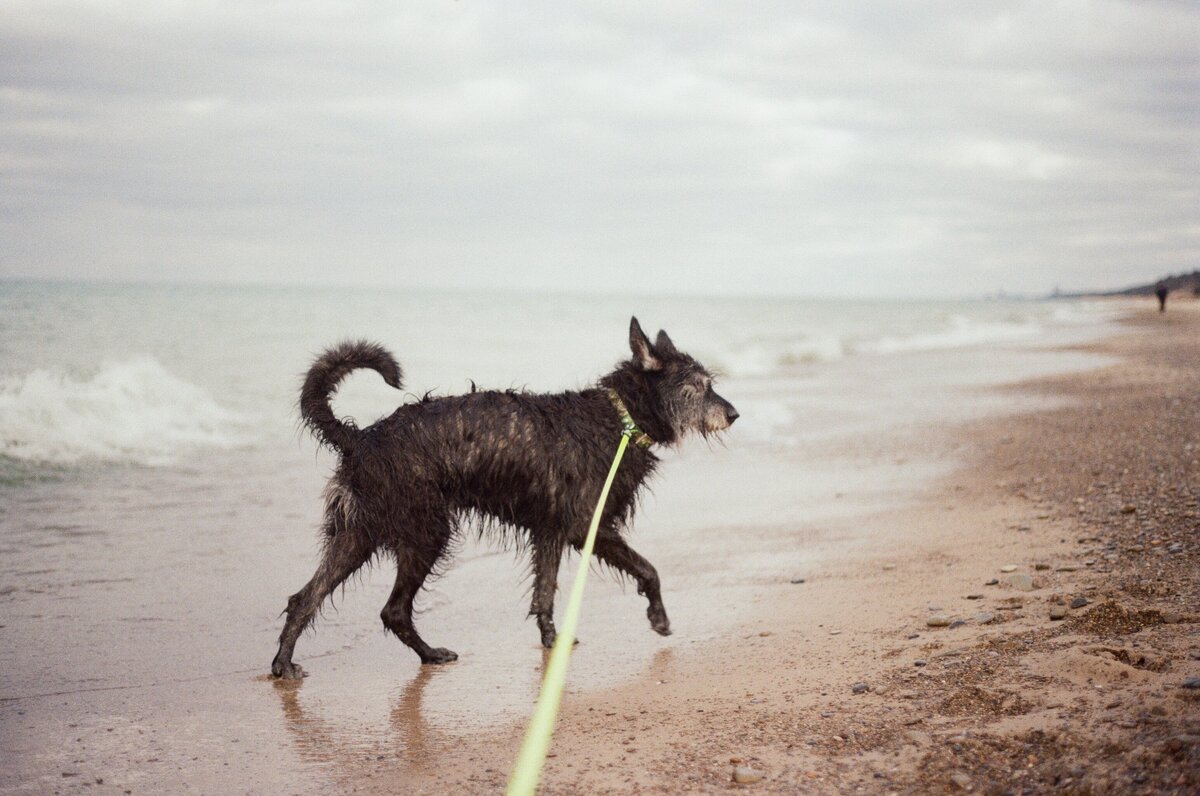dog in the ocean on vintage film