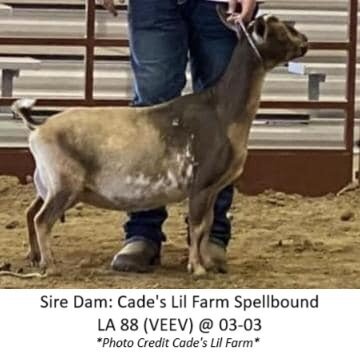 sire dam