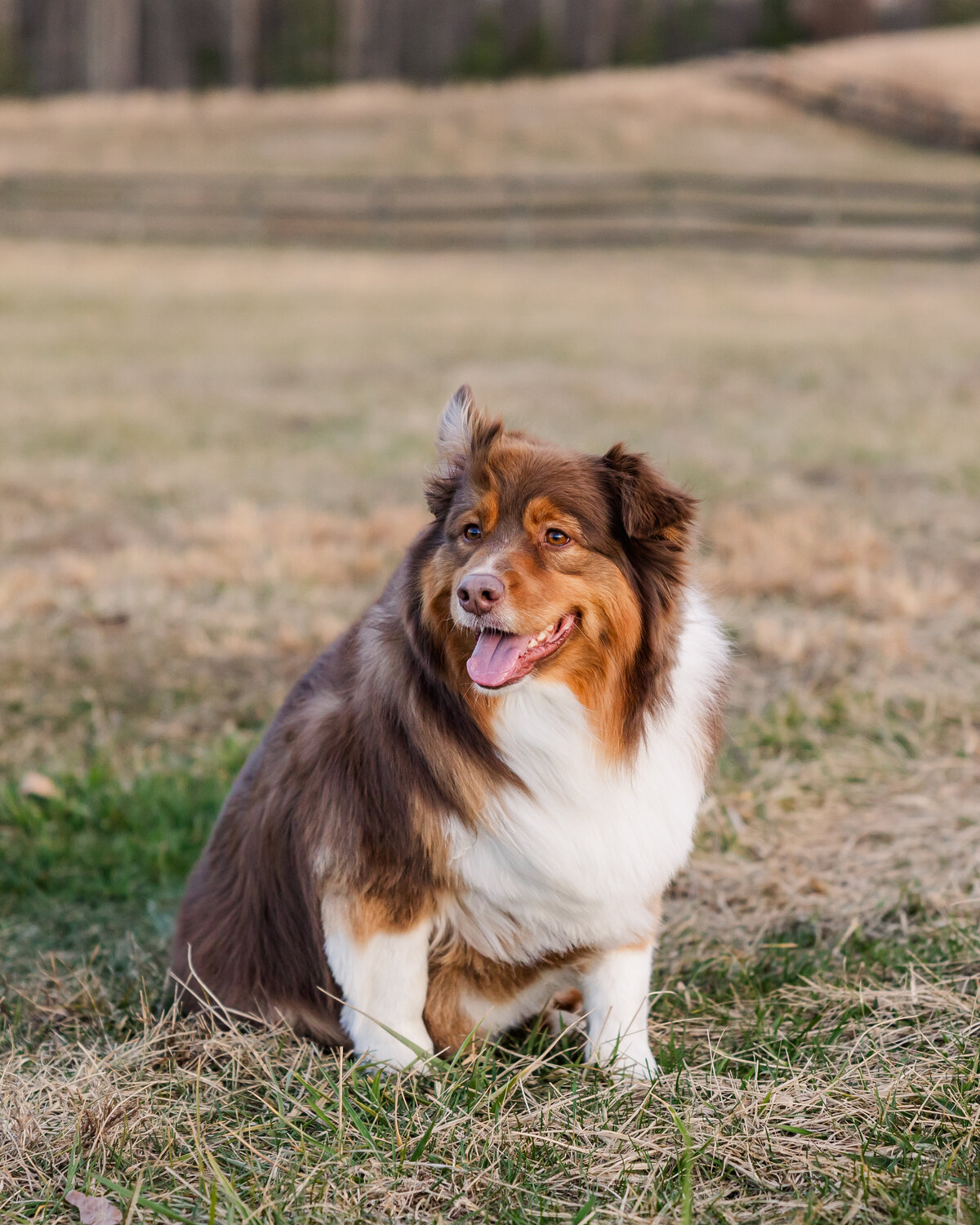Pet Photographer Richmond Virginia