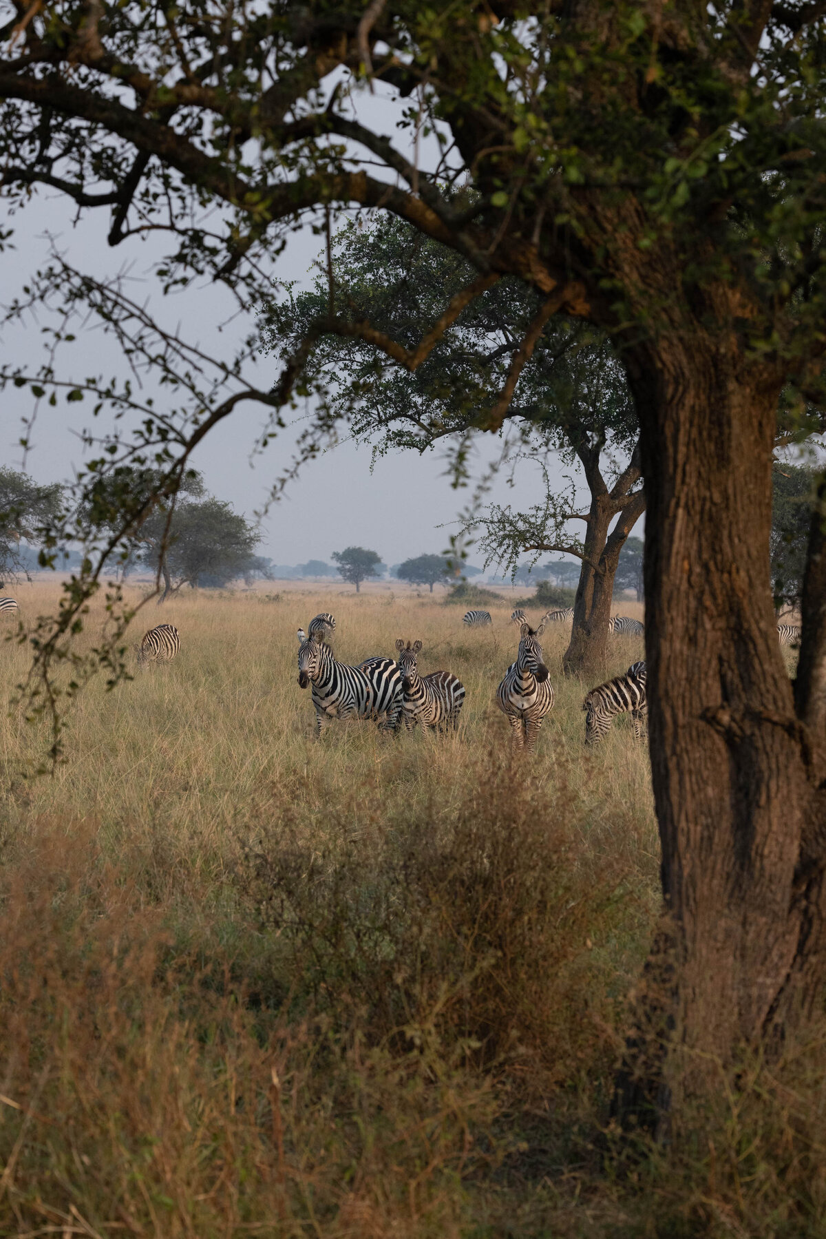 zebras-serengeti-tanzania-IMG_3559