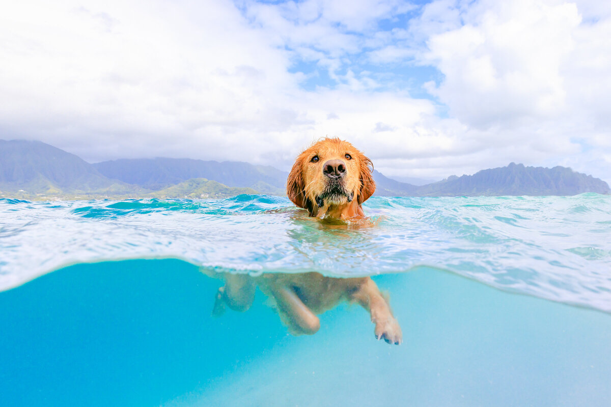 Honolulu Dog Photography-4