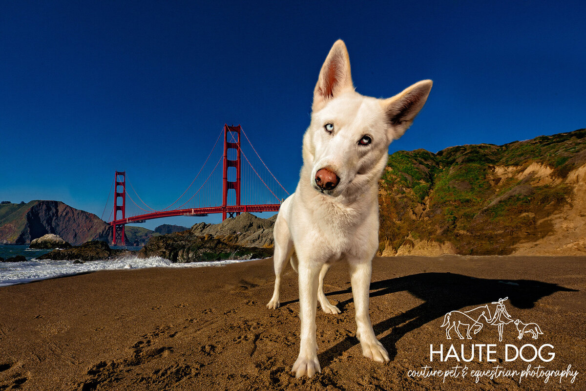 White Husky dog standing on a sandy beach in front of the iconic Golden Gate Bridge, with its ears perked up and head tilted.