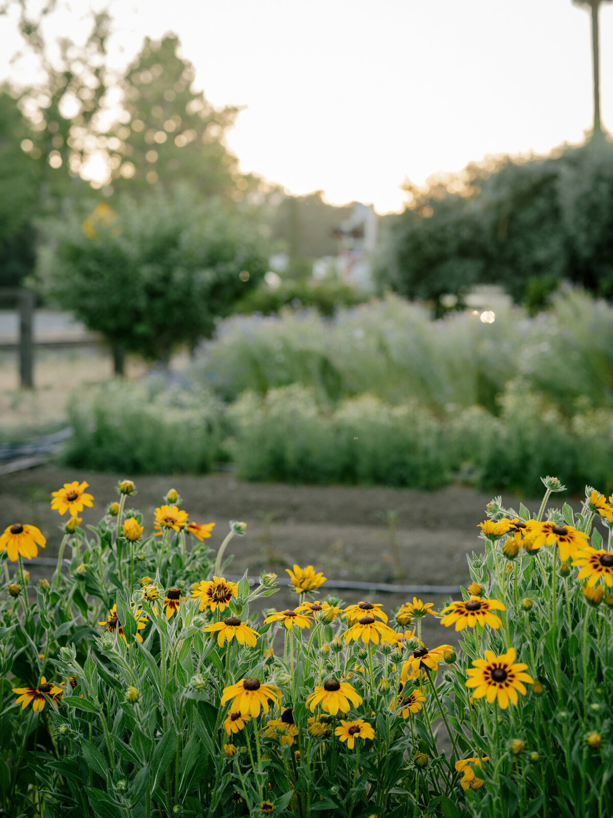 napa-documentary-best-photographer-wedding-dejauregui-photography-12