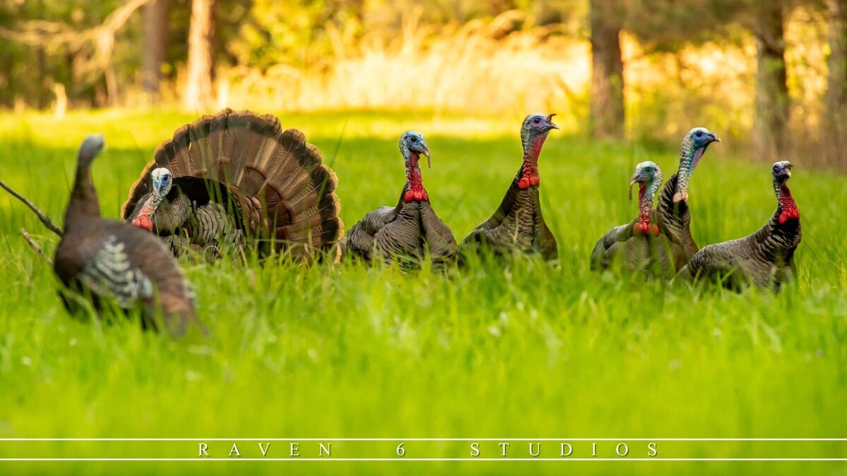 Producer of NWTF's 360 and The Call , Jason Miller, catpuring Eastern Wild turkeys in the field in Mississippi.