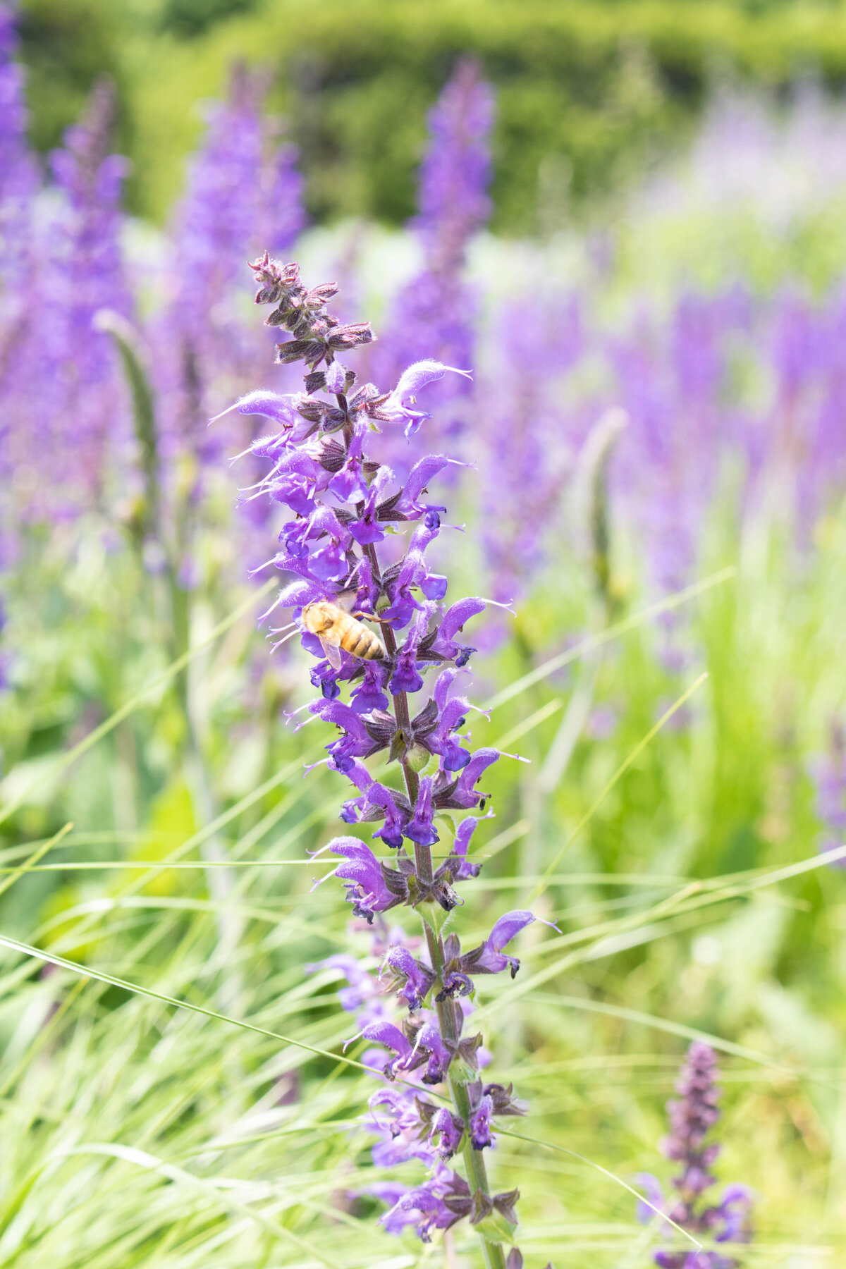 2022.05.28_SbE_ChicagoGarden_003