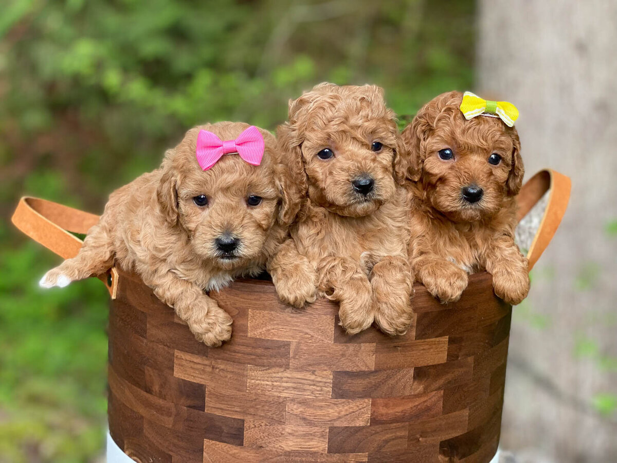 Heavenly Puppies to Love Cavapoo, Cockapoo, and Maltipoo Puppies Photo May 09 2023, 6 39 30 PM23