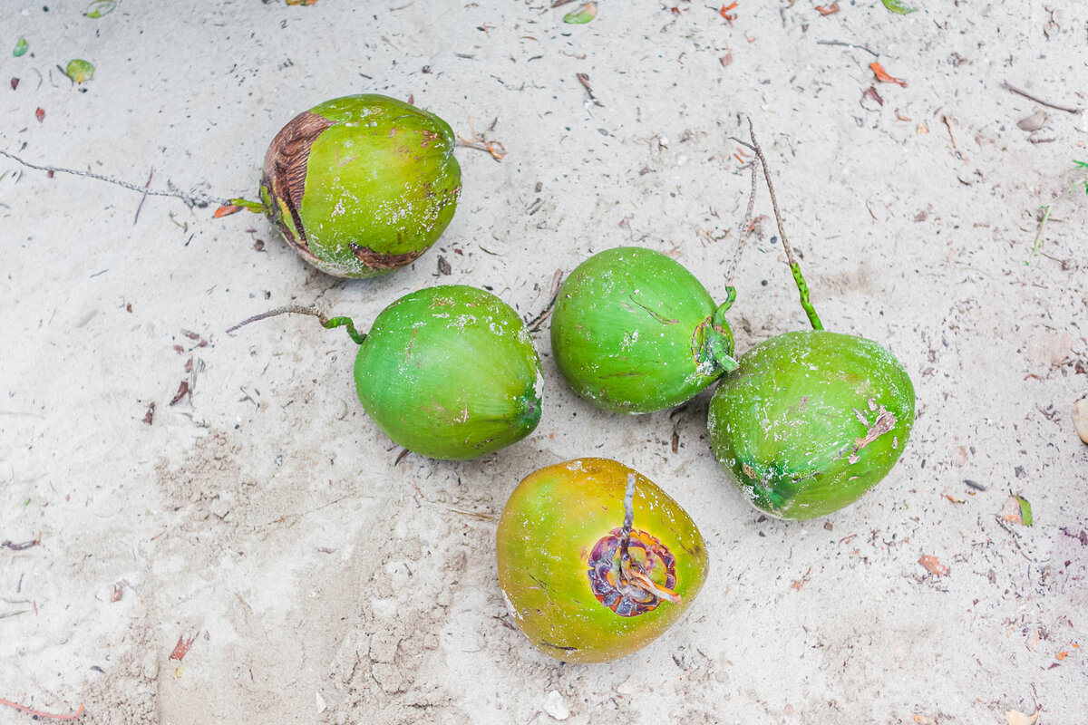 035-KBP-beach-cocnuts-mexico-tulum-vacation
