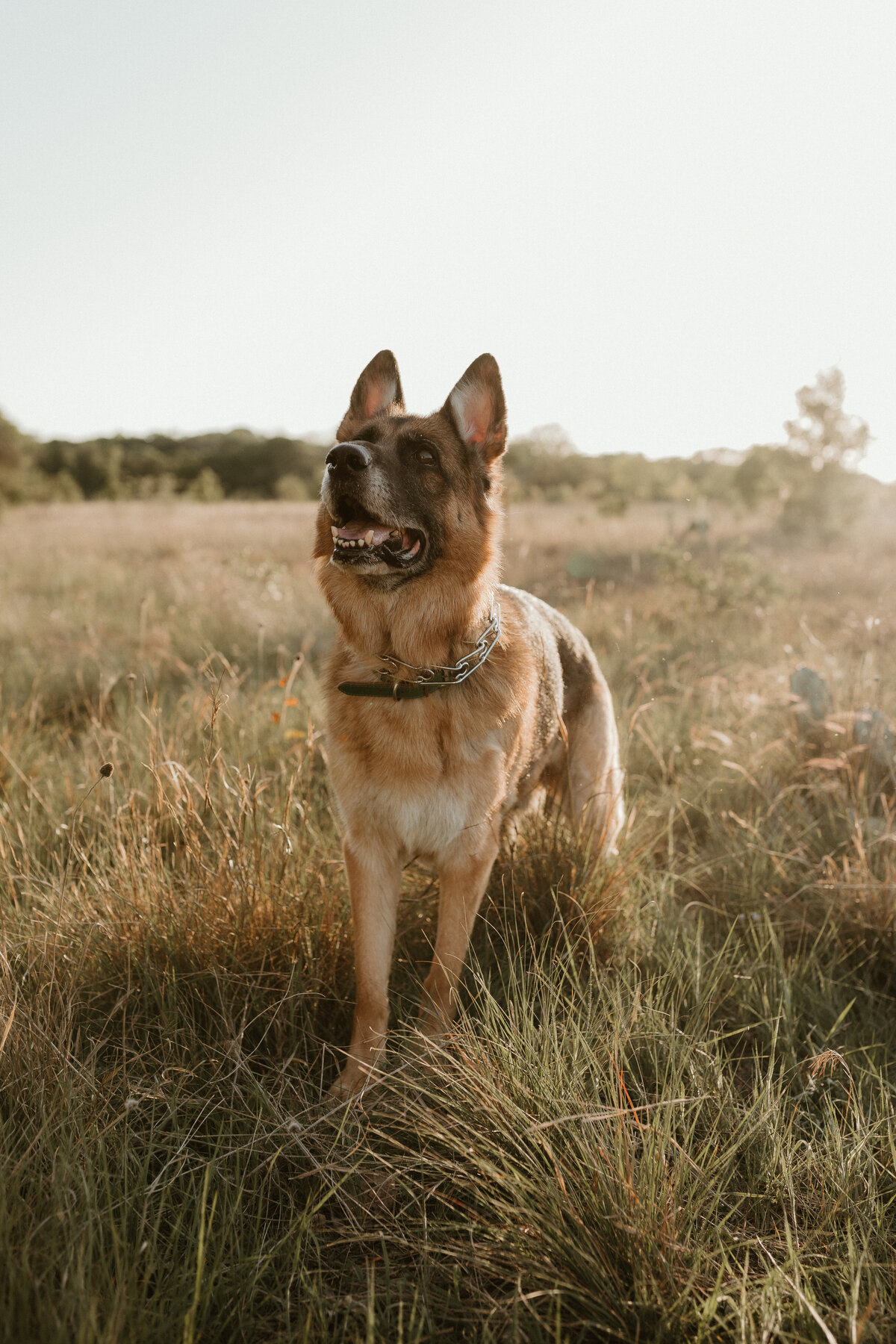 Georgetown Pet Photographer