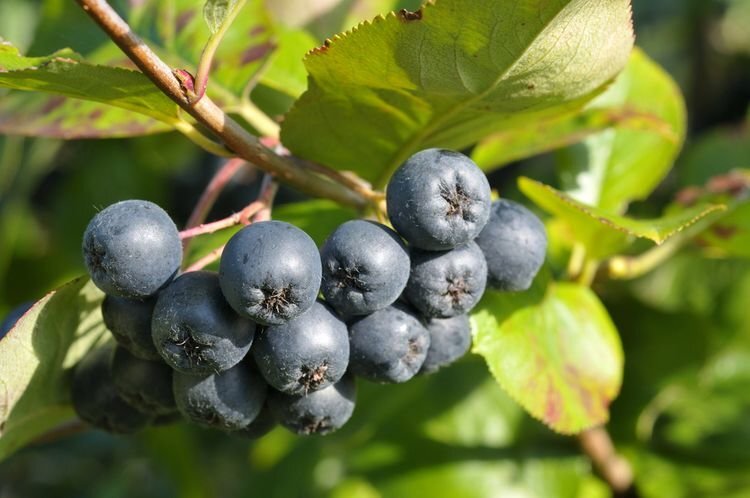 aronia-strom