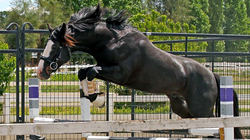 Connemara Stallion R Blue Moon Jumping