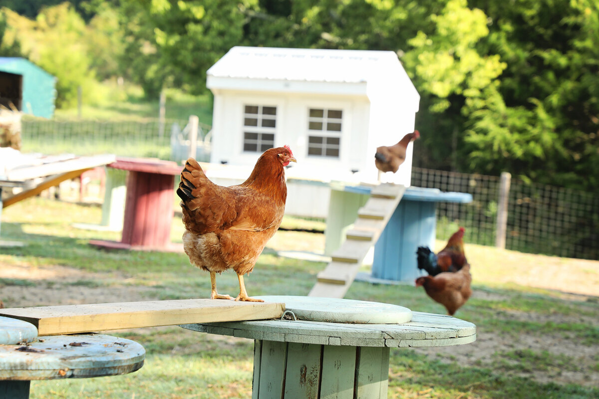 chicken3
