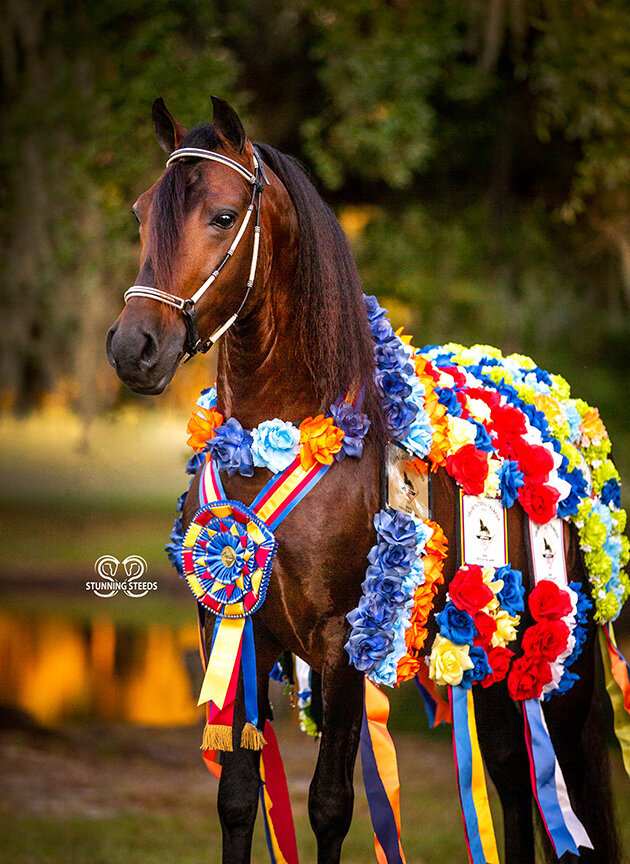 vivaldi de besilu paso fino photo by Stunning Steeds